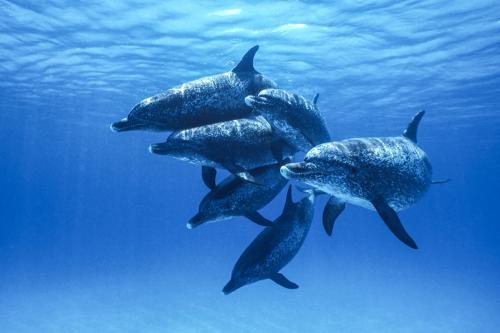 Friendly Spotted Dolphin